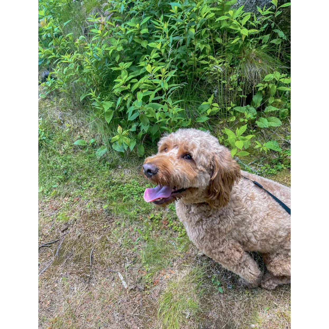 Our fur baby Oliver