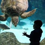 The Florida Aquarium