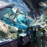 Ripley's Aquarium of the Smokies