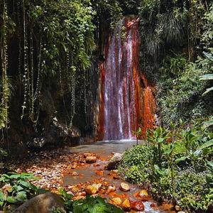 Waterfalls + Rainforest Excursion