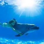 Dolphine Signature Swim