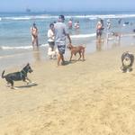 Dog Beach