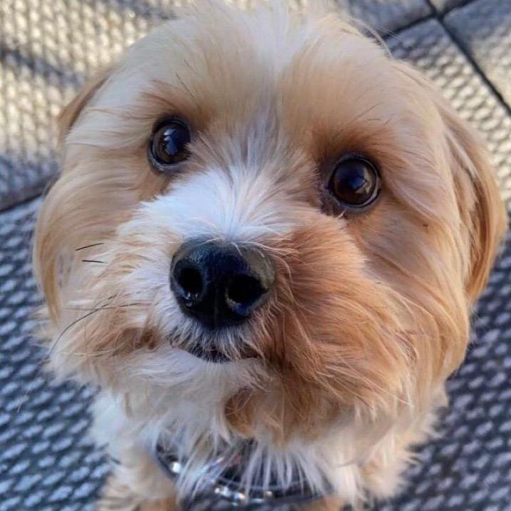 Cute closeup of Mylo