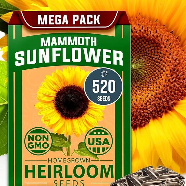 HOME GROWN Sunflower Seeds to Plant | 520+ Giant Mammoth Sunflower 𝗨𝗦𝗔 Seeds for Planting Bulk Packet | Heirloom, High Germination, Easy to Grow Jumbo Sun Flower for Home Garden(Helianthus annuus)