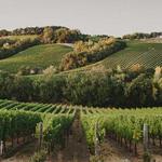 Chalk Hill Estate Vineyards