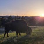 Custer State Park Wildlife Loop Road