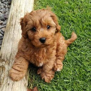 Puppy Fund