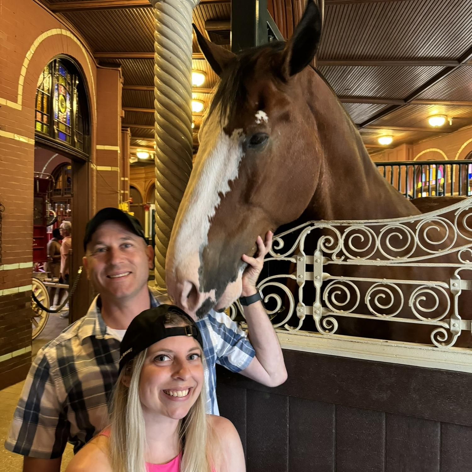 Budweiser Clydesdale <3