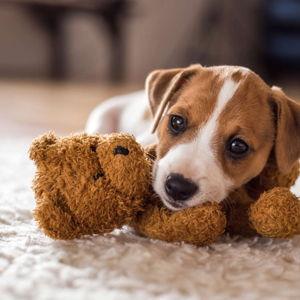 Future puppy fund