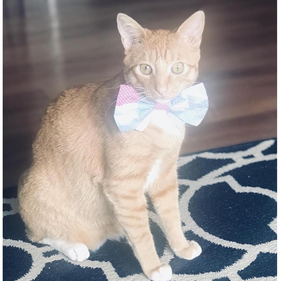 Mr. Fin, BRIDE and GROOMS fur baby!