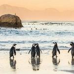 Boulders Beach