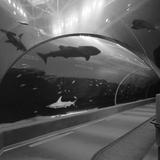 Georgia Aquarium