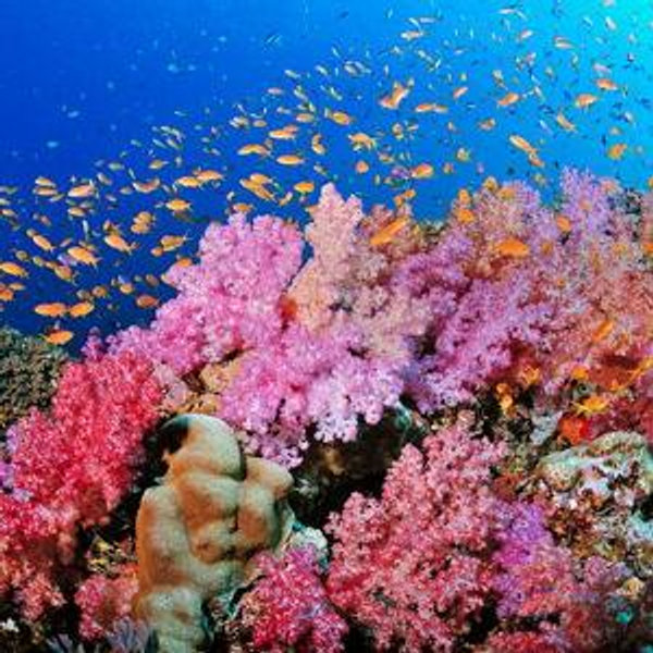 Palmer's Scuba Certification for Honeymoon