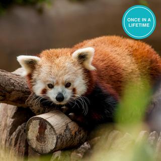 Red Panda Experience at the Zoo - San Francisco