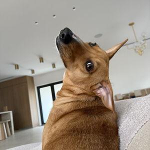Honeymoon - Pet Sitter