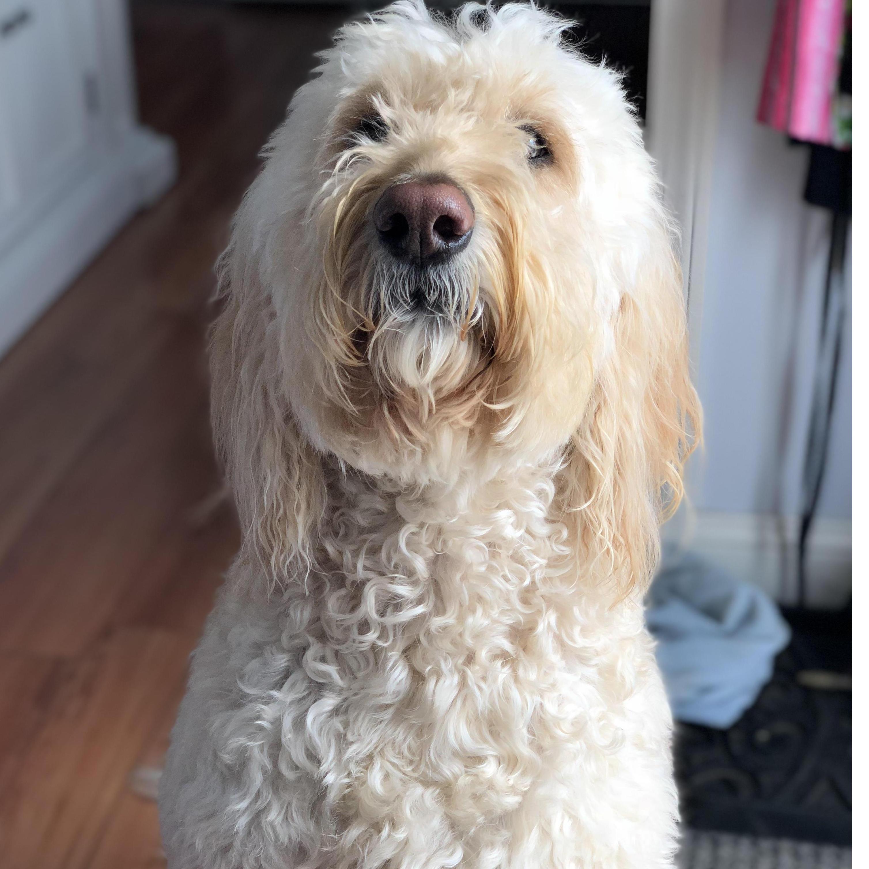 Cleaned Dog