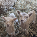 Billings Farm & Museum