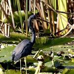 Living Water Boat Cruise
