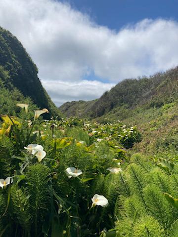 Calla Lilly Valley