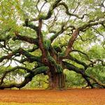 Angel Oak Tree