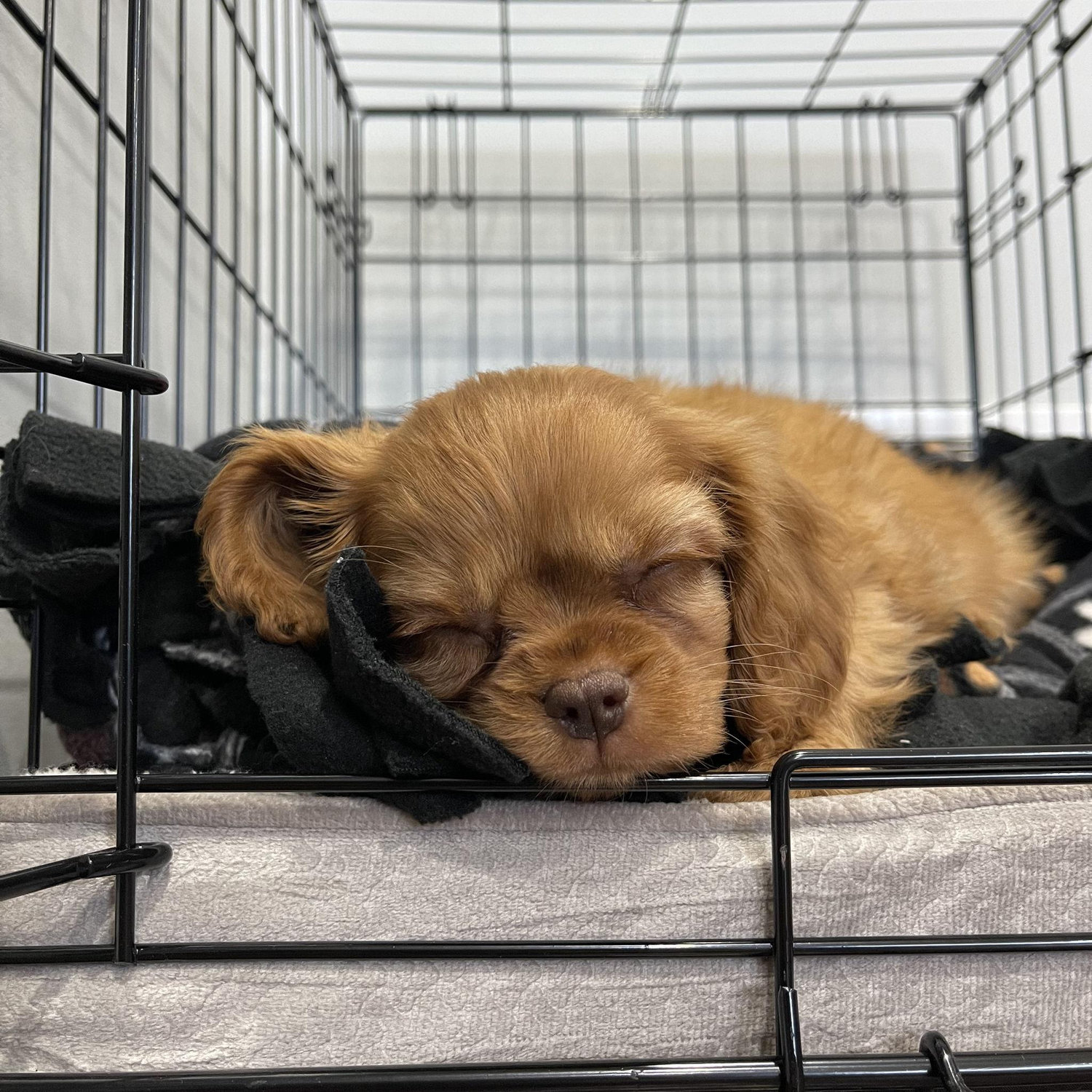 The day we picked up Goose
