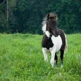 The Li'l Country Store & Miniature Horse Farm
