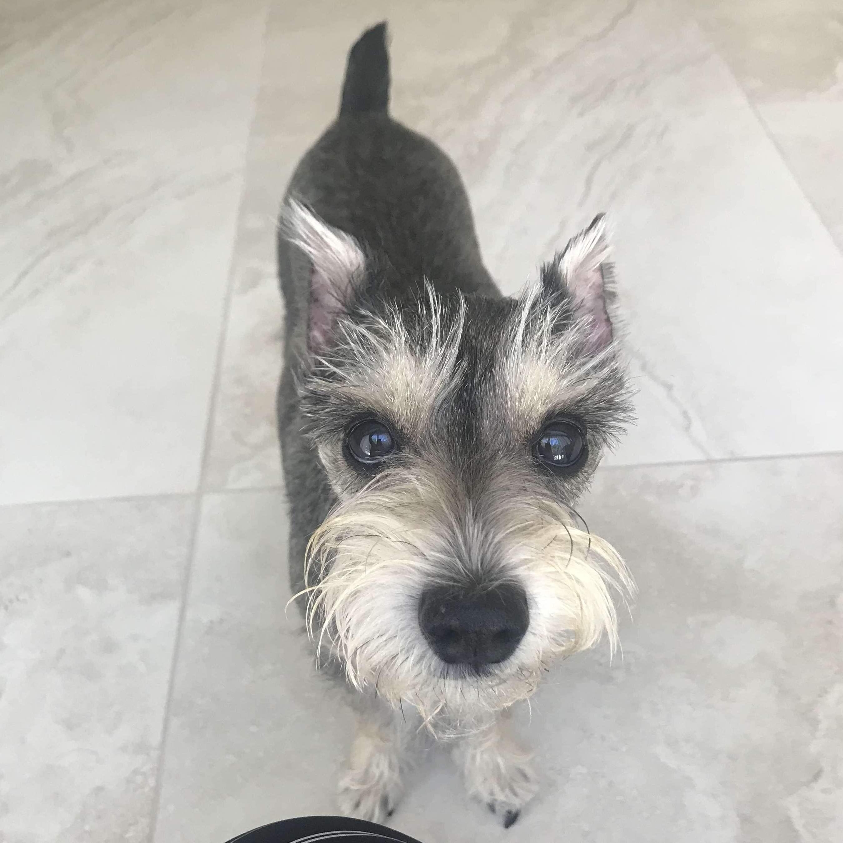 Pixie