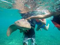 Swim with Sharks and Rays at Shark Ray Alley in Hol Chan Marine Reserve