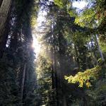 Muir Woods National Monument