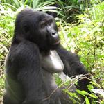 Mountain Gorilla Trekking
