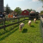 Barnyard Kingdom