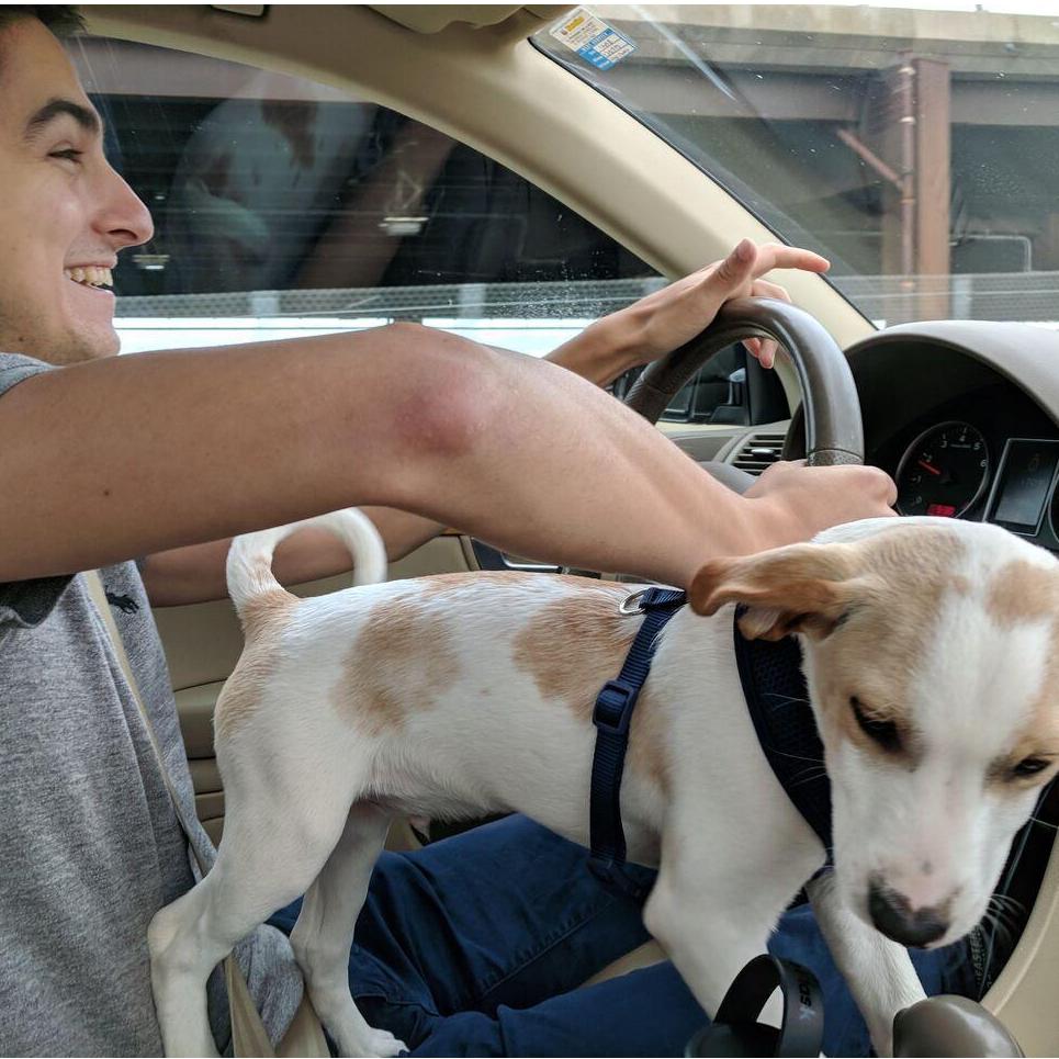 We adopted Cannoli on 9/8/18, and he's been causing trouble ever since ๐