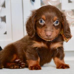 Puppy Fund