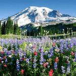 Looking for an adventure? Mount Rainier National Park