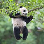 Smithsonian National Zoological Park