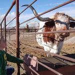New Mexico Farm & Ranch Heritage Museum