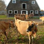 Appleton Farms: Dairy & Farm Store