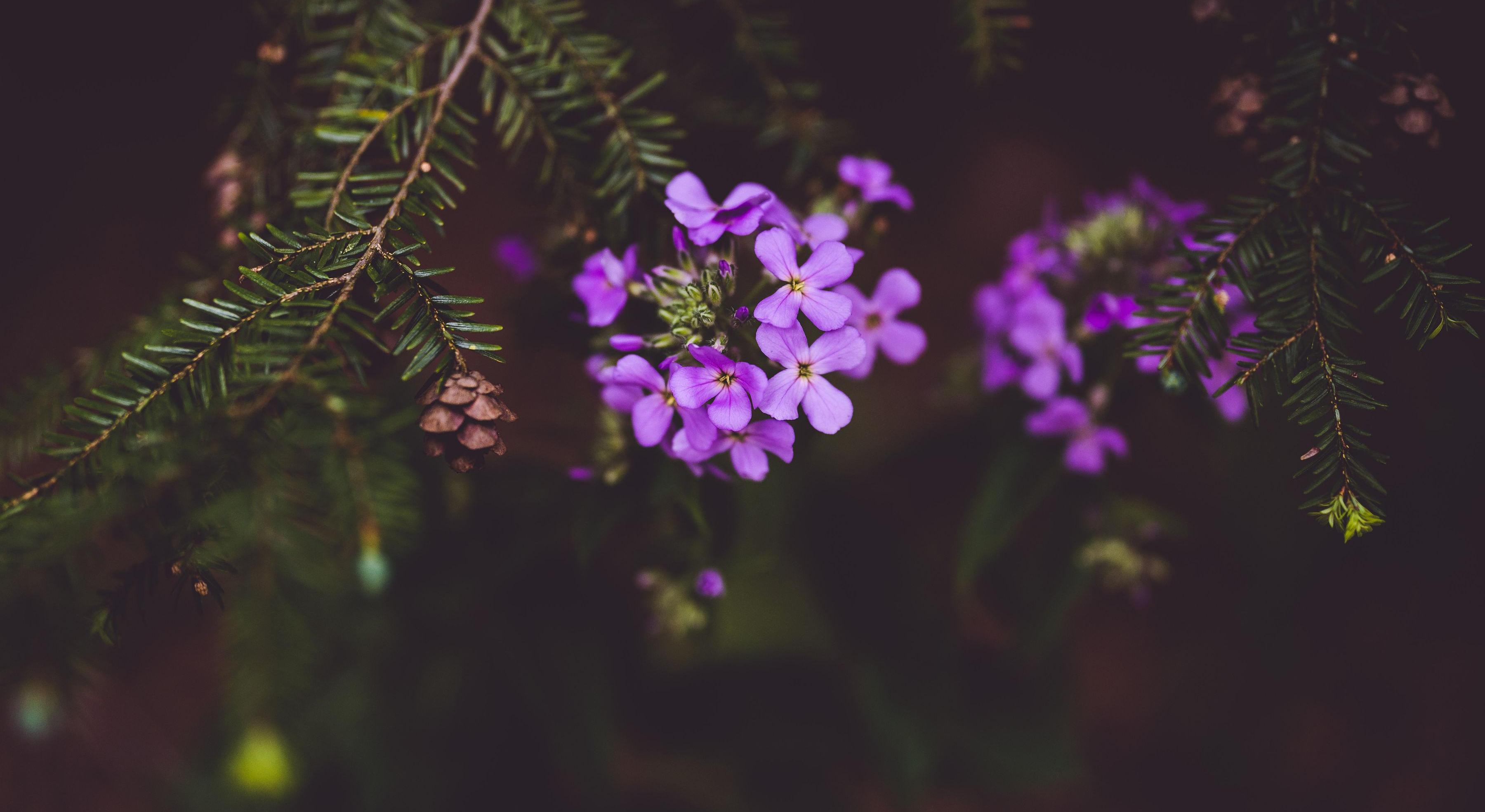 Footer image