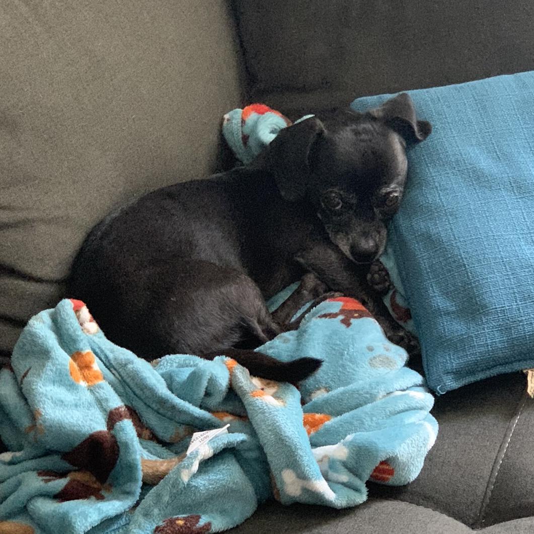 Emma's Bark Mitzvah Fund