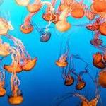 Monterey Bay Aquarium