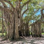 Hugh Taylor Birch State Park