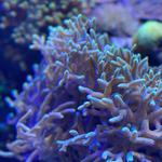 Tennessee Aquarium