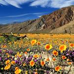 Anza-Borrego Desert State Park
