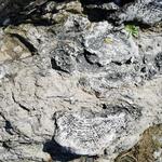 Devonian Fossil Gorge