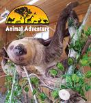 Animal Adventure Park