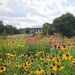 Lady Bird Johnson Wildflower Center