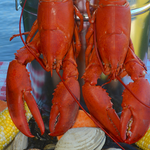 Abbott's Lobster In the Rough