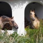 Keeneland Association Inc