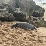 Sea Turtle Beach - Laniakea Beach