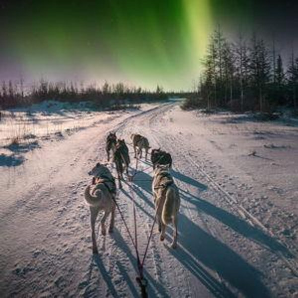 Dog Sledding Adventure